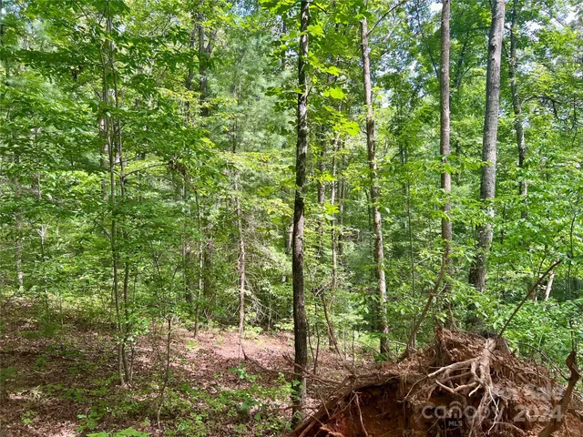 a view of a forest with lots of trees