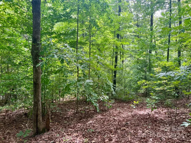 a view of a forest with lots of trees