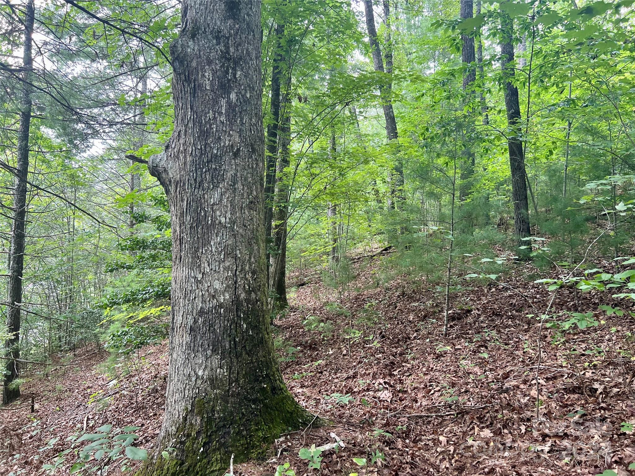 377 Jake Taylor Road Murphy, NC 28906 - Photo 17 of 19 a view of a forest that has large trees