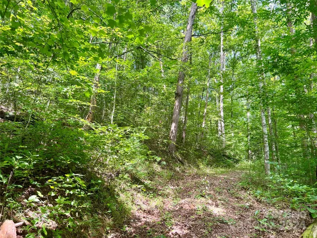 a view of a lush green forest