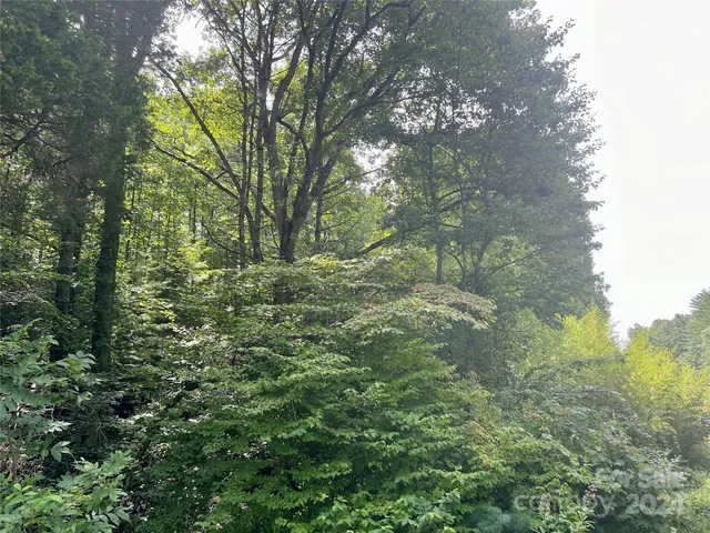 a view of a forest with trees in the background