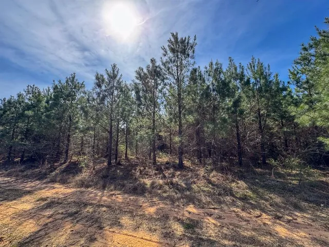a view of a forest with trees in the background