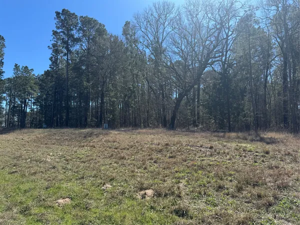 a view of backyard with large trees