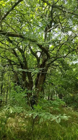 $154,999 | 6266 Turkey Oak, Royse City, TX 75189