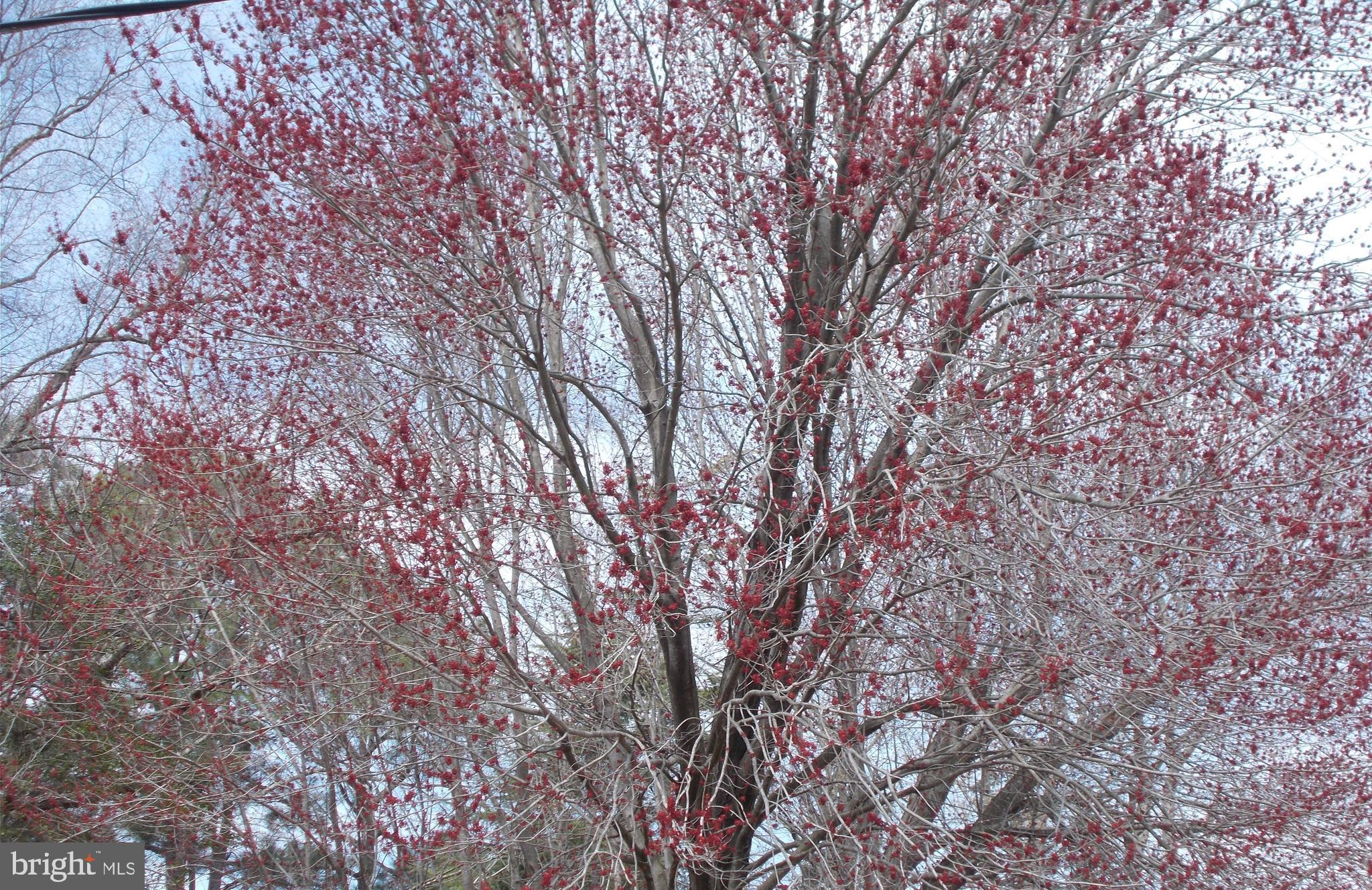 21410 Springfield Road Bushwood, MD 20618 - Photo 43 of 47 Trees Blooming