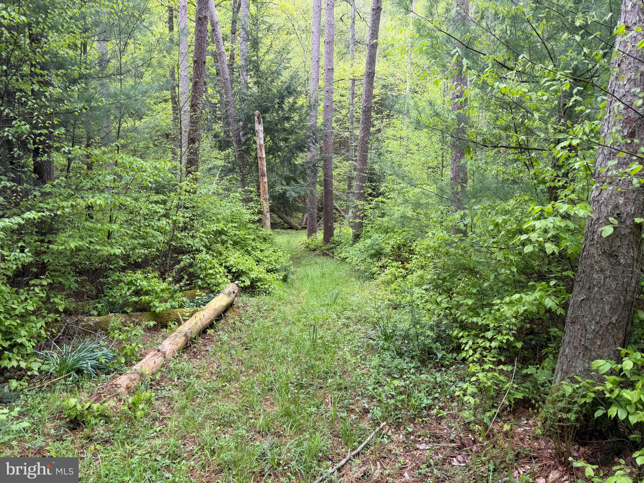 1227 Cross Fork Creek Road Cross Fork, PA 17729 - Photo 86 of 139