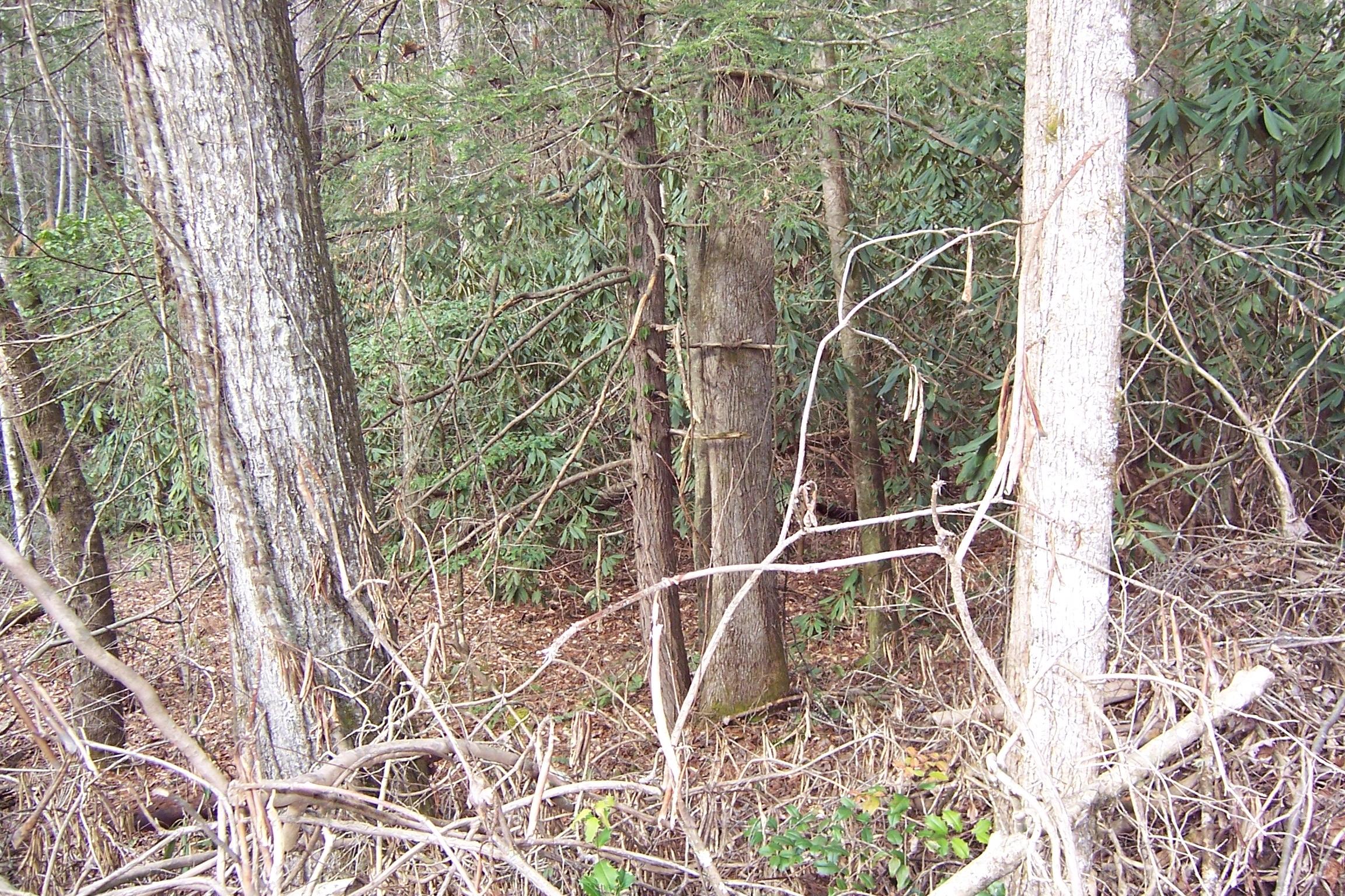 1857 Walnut Flats Road Walland, TN 37886 - Photo 3 of 8 foliage offers privacy opportunities
