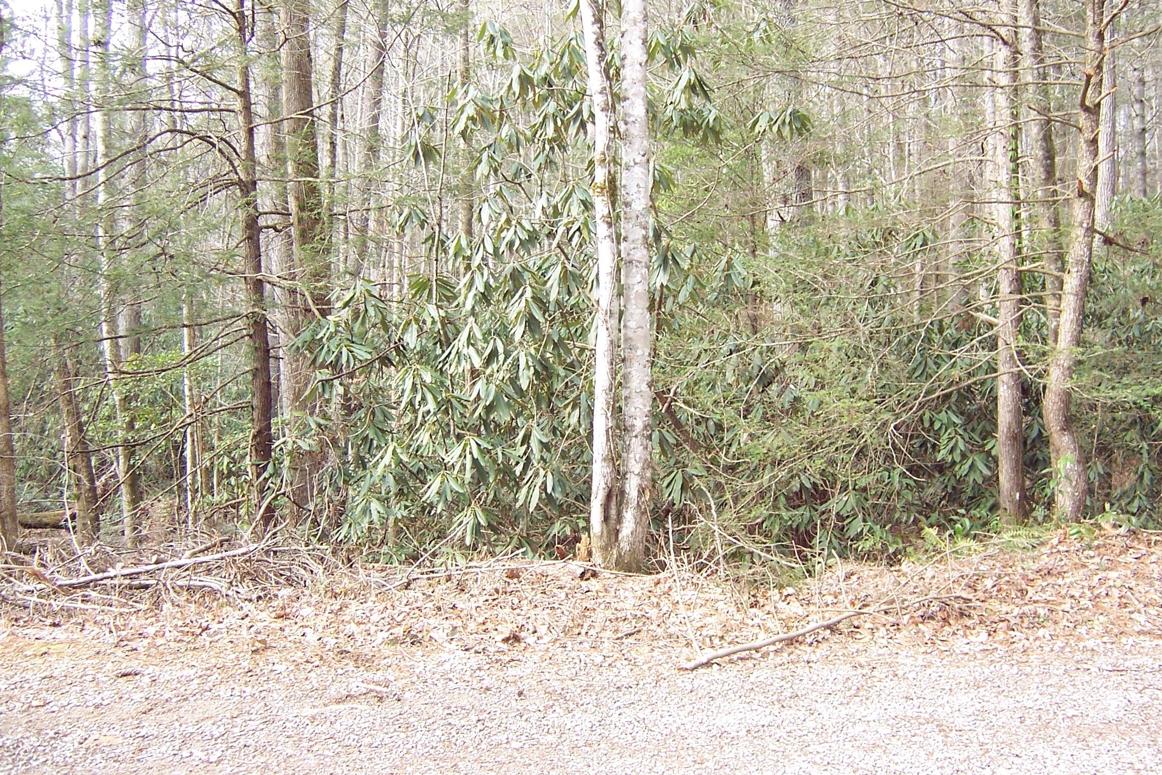 1857 Walnut Flats Road Walland, TN 37886 - Photo 4 of 8 diverse terrain - some flat some rolling