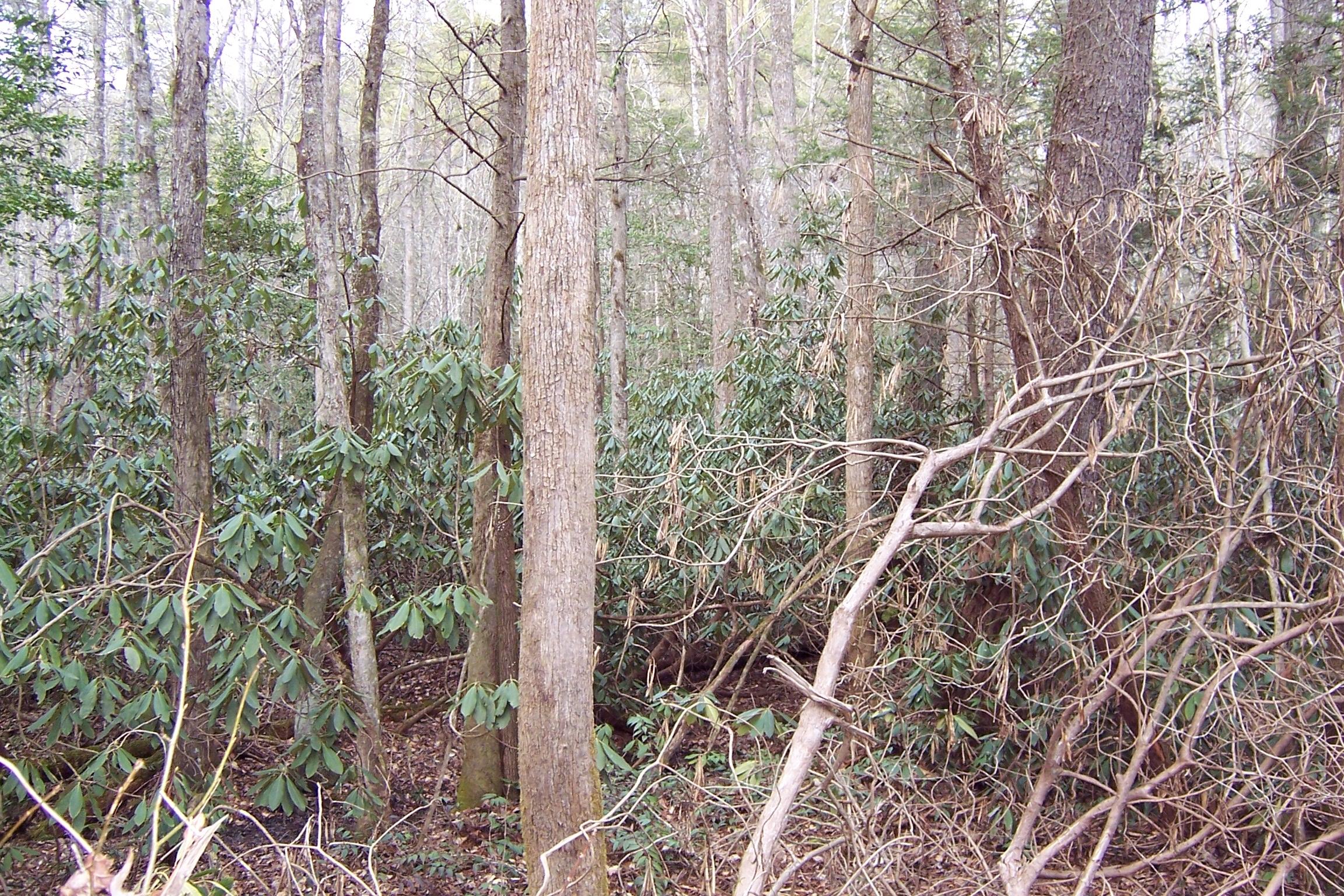 1857 Walnut Flats Road Walland, TN 37886 - Photo 8 of 8 choose what you want to clear/leave