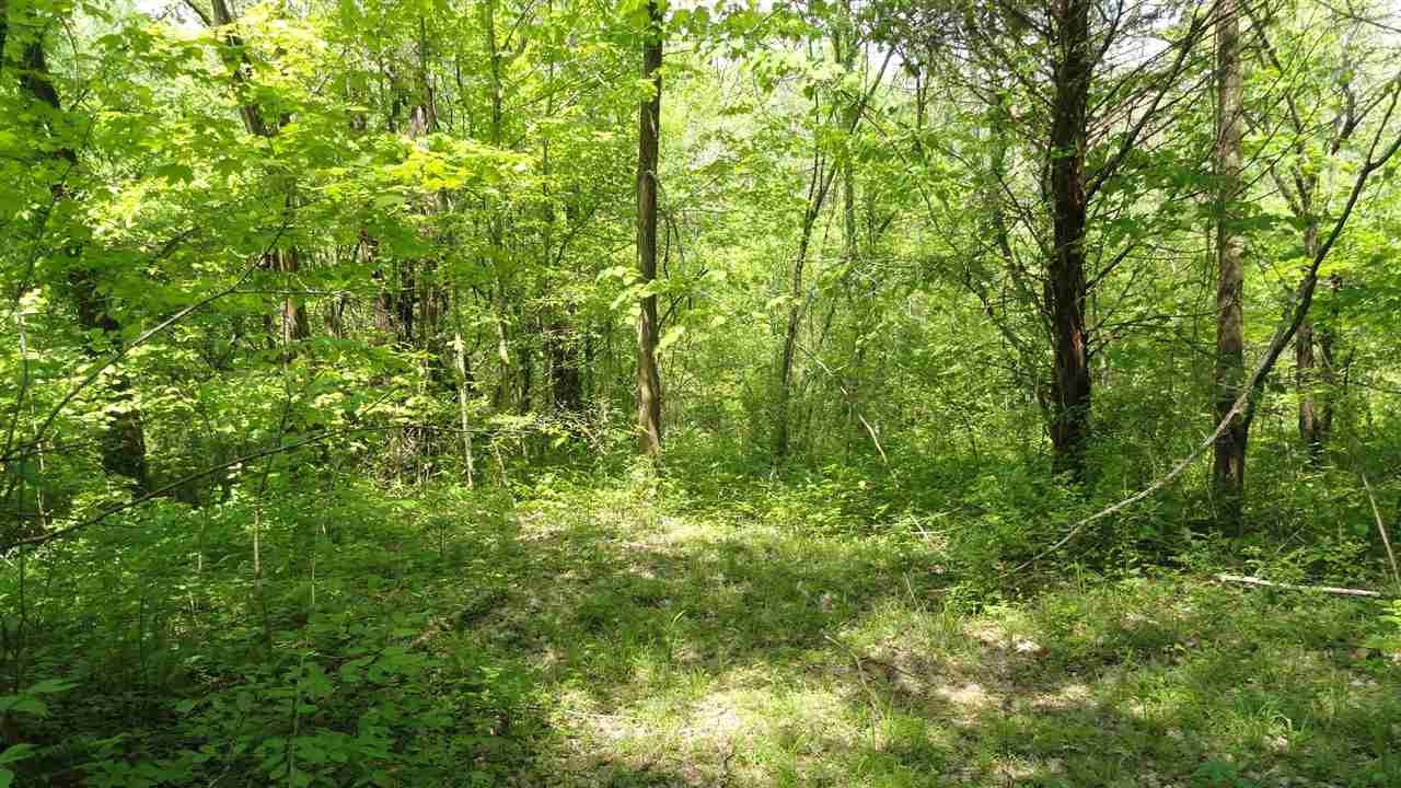 137 Daugherty Spring Road Tellico Plains, TN 37385 - Photo 19 of 24 Gallery Image 19
