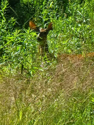 $242,500 | 82 Hodge Hill Road, Lisbon, NH 03585