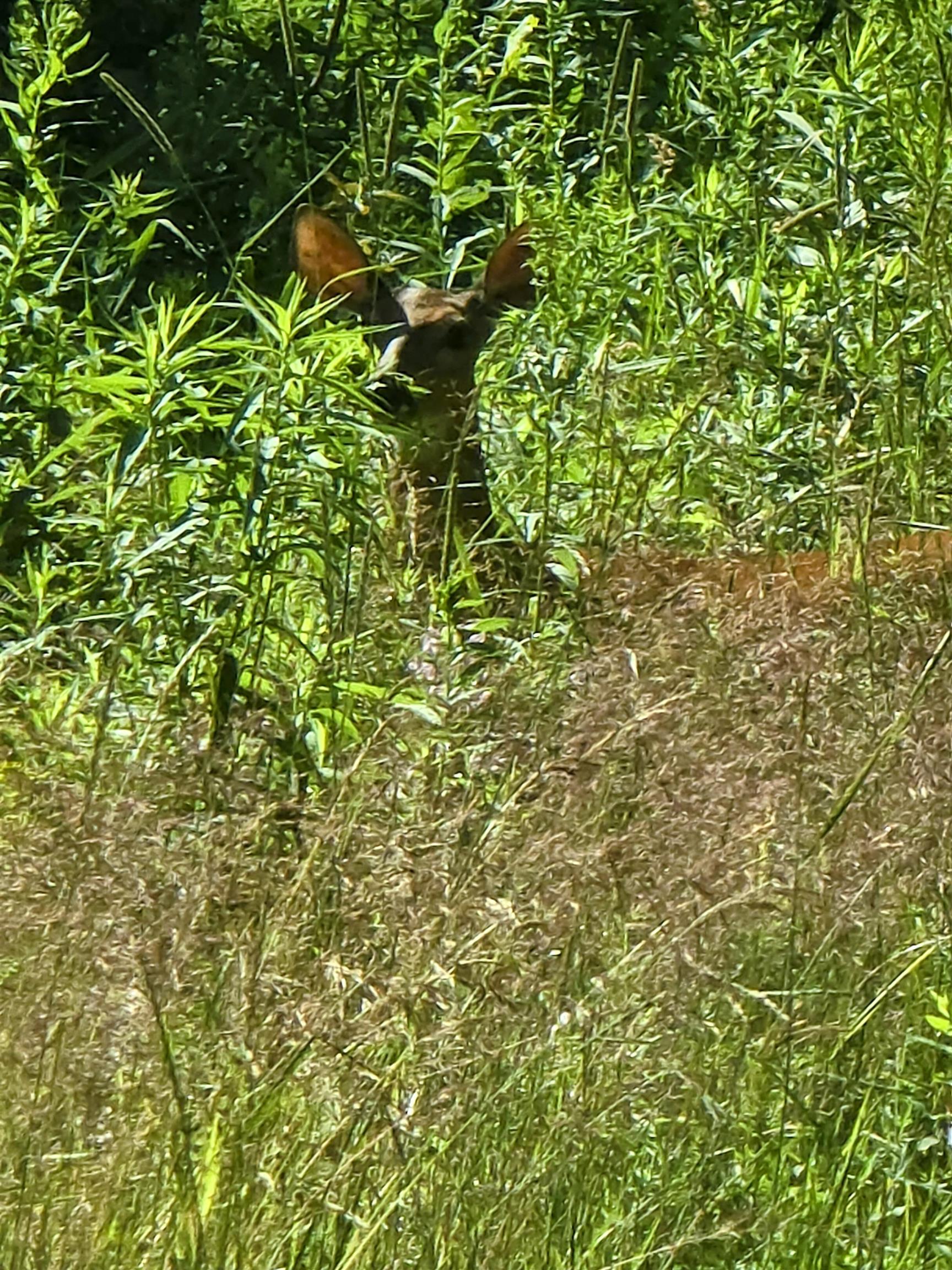 82 Hodge Hill Road Lisbon, NH 03585 - Photo 37 of 45