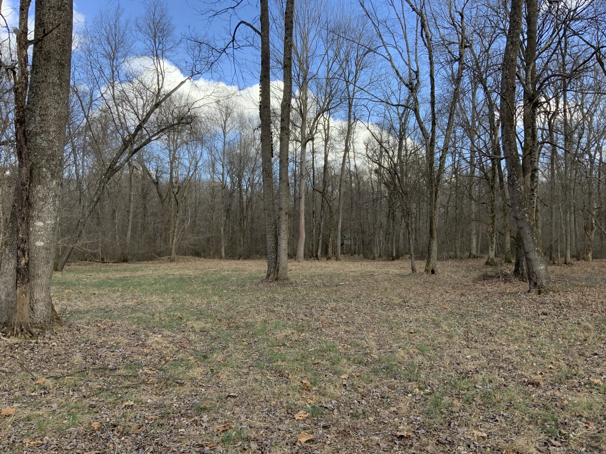 1012 Martin Mill Road Puryear, TN 38251 - Photo 39 of 46 Gallery Image 39