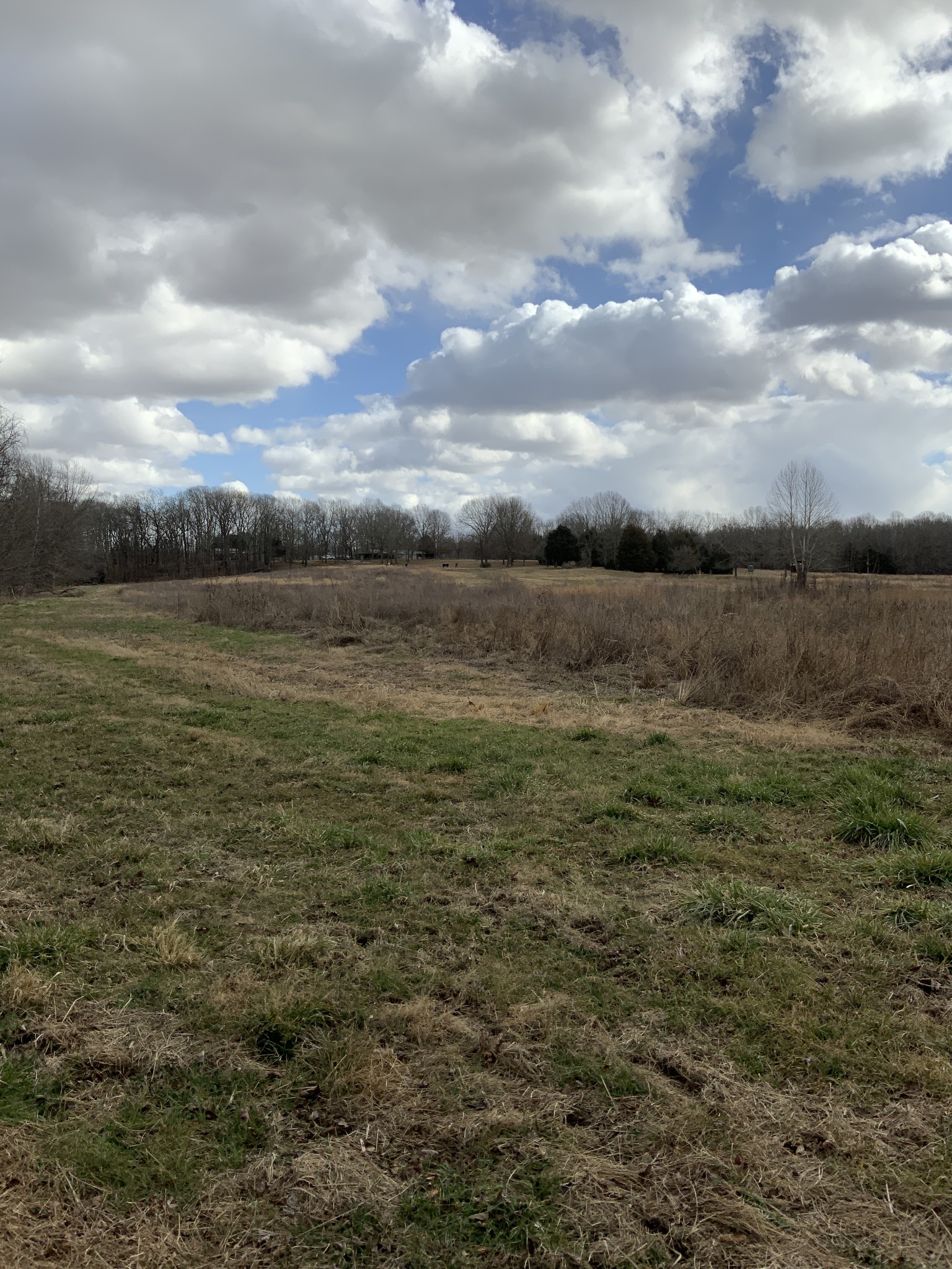 1012 Martin Mill Road Puryear, TN 38251 - Photo 41 of 46 Gallery Image 41