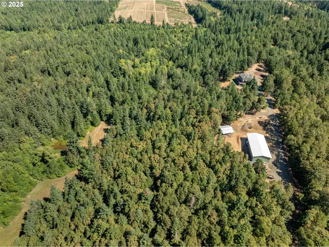 a view of a lush green forest with lots of trees