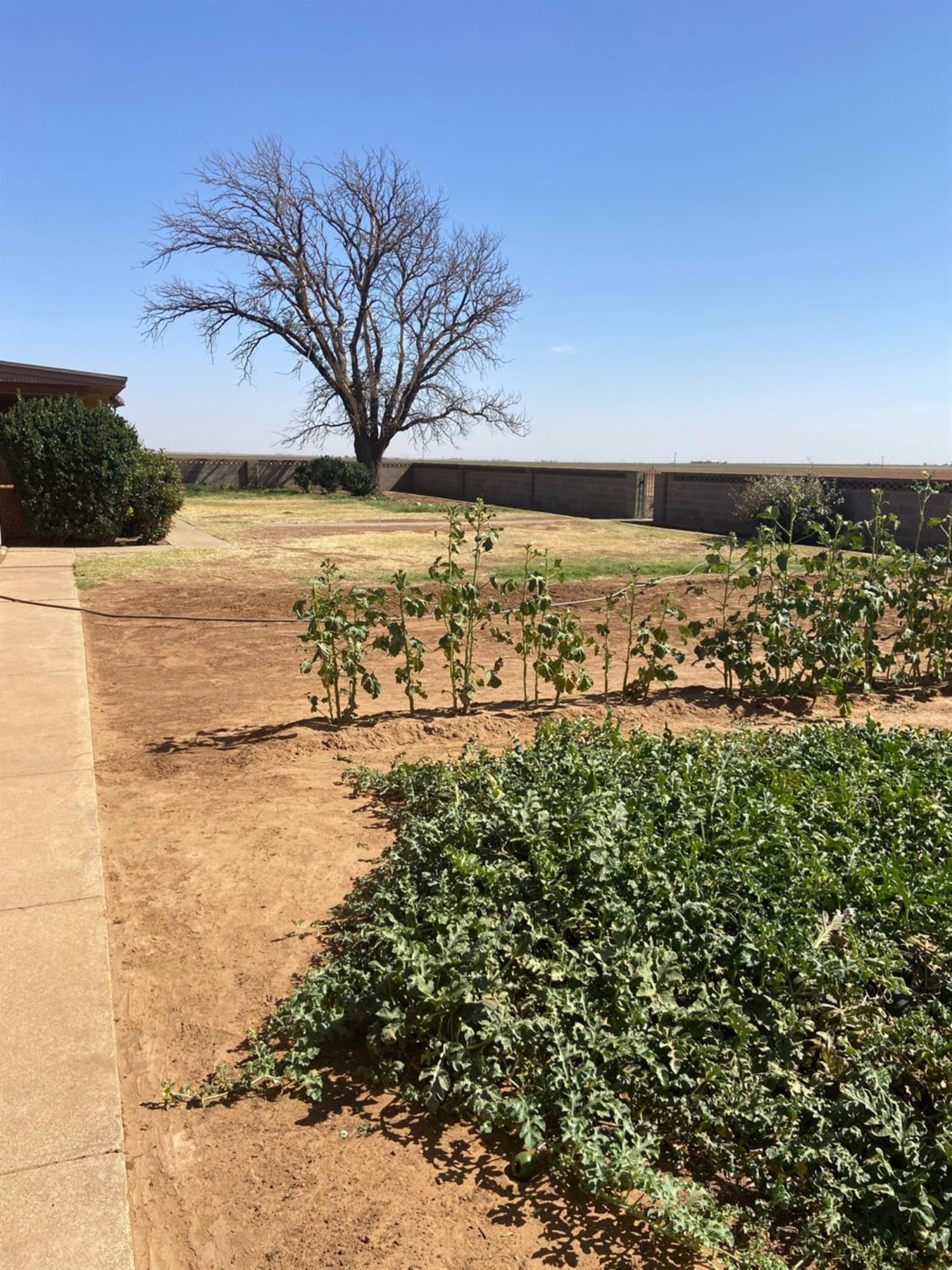 5976 Farm To Market 41 Ropesville, TX 79358 - Photo 27 of 33 Photo 27