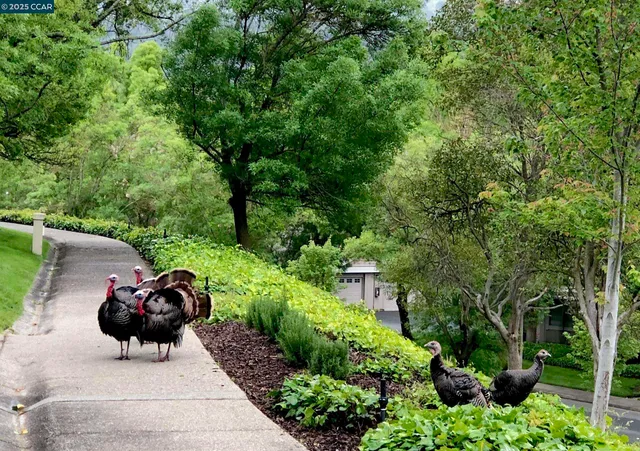 $338,000 | 2200 Pine Knoll Drive, Unit 11, Walnut Creek, CA 94595