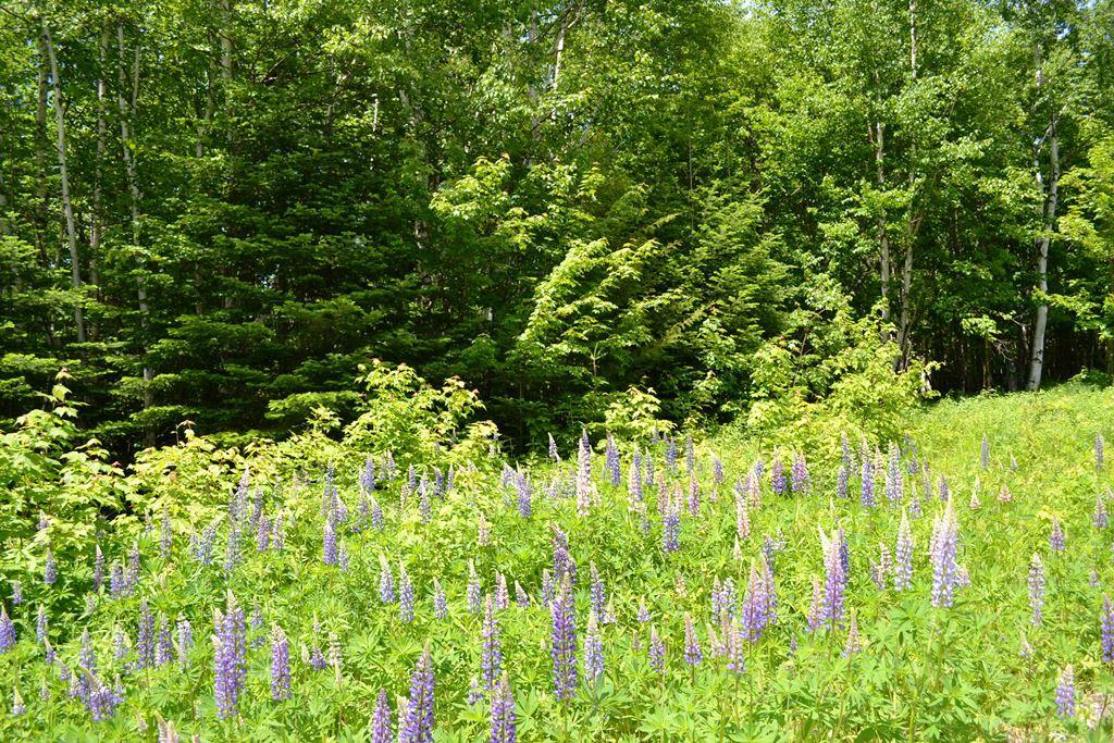 Map004-030 Ermine Road Sandy River Plt, ME 04970 - Photo 4 of 15 Wildflowers