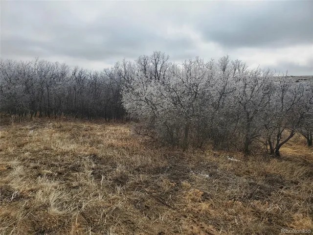 a view of a dry yard