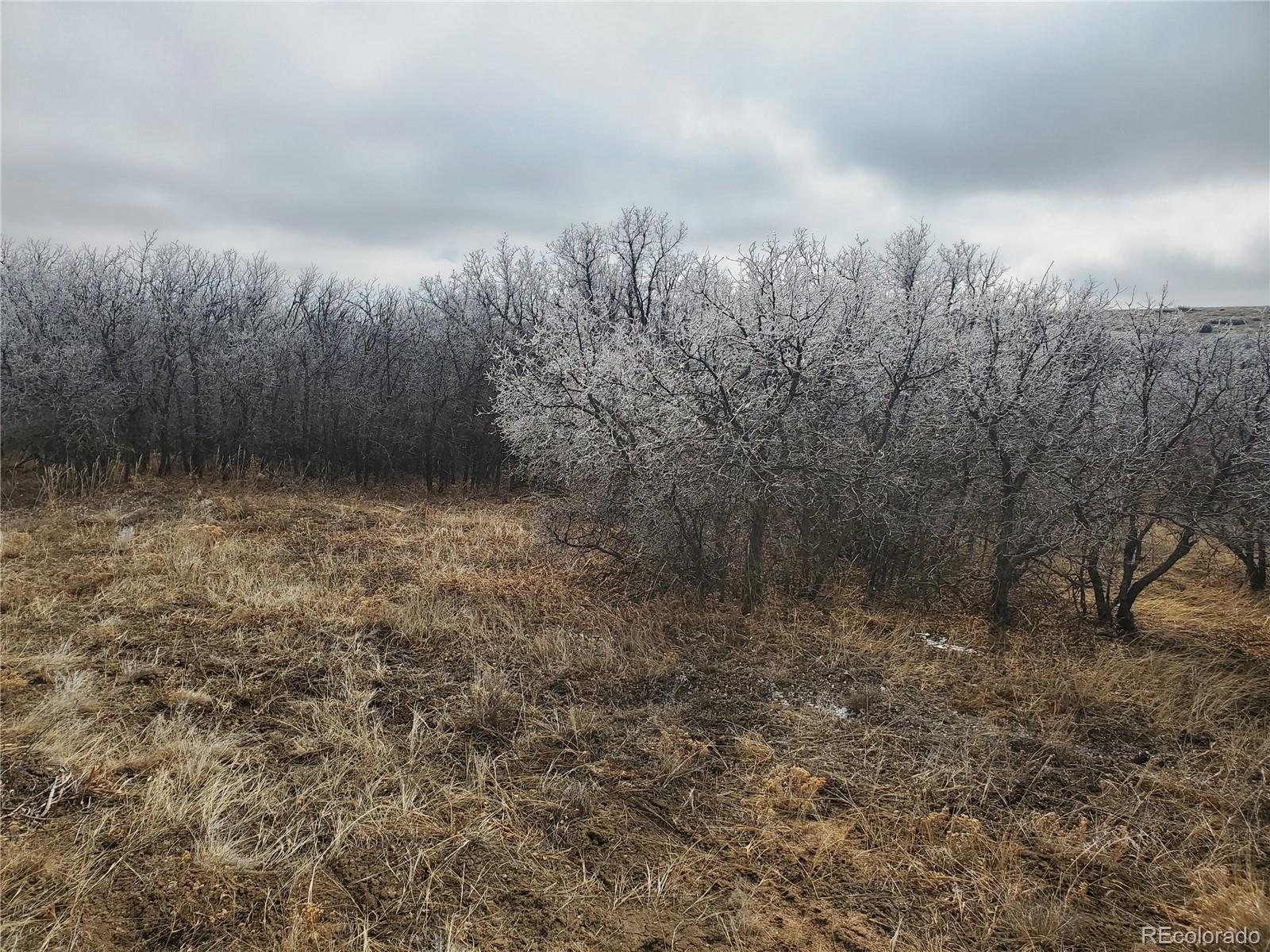 0 Thacker Road Rye, CO 81069 - Photo 3 of 6 a view of a dry yard