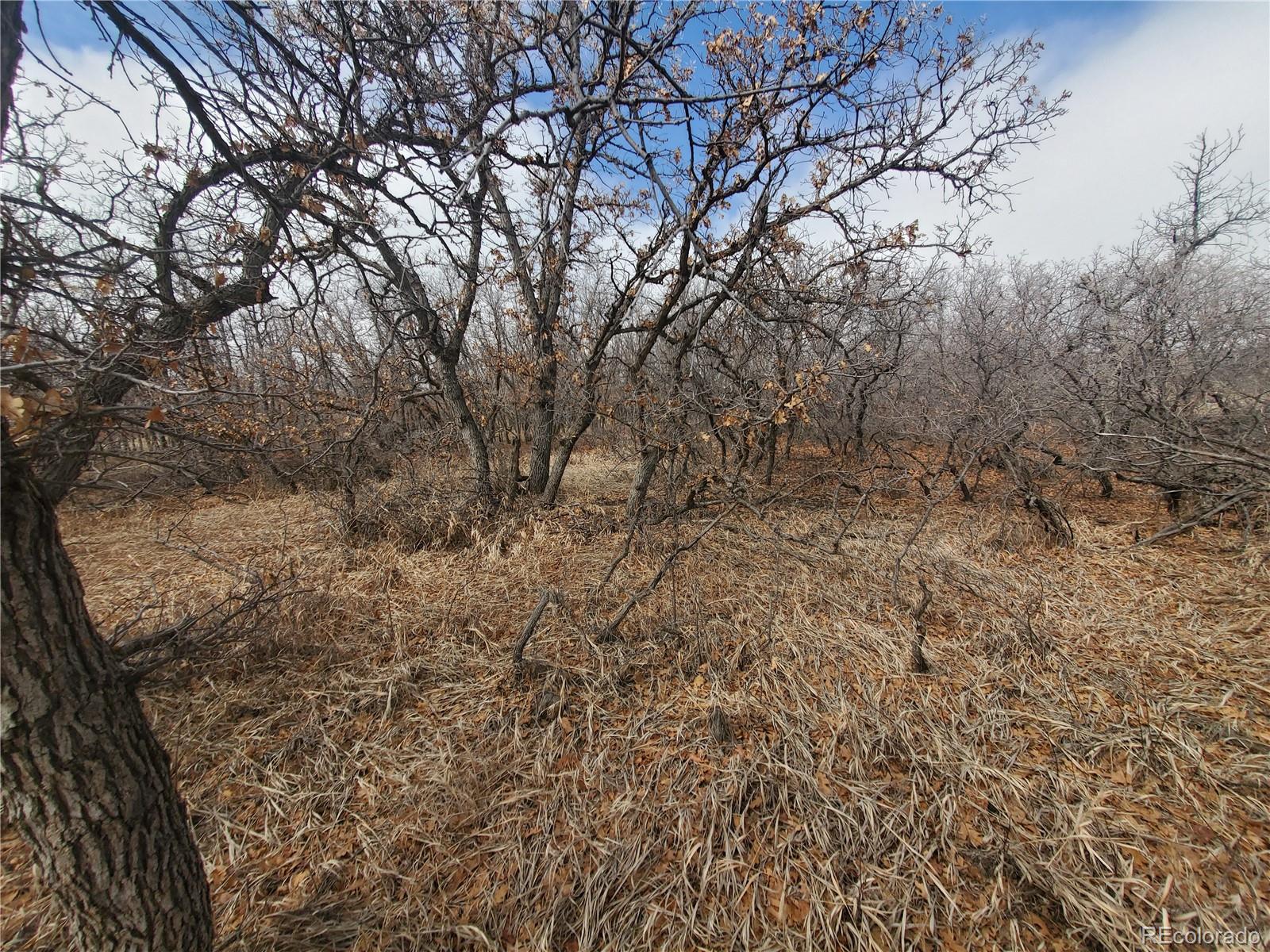 0 Thacker Road Rye, CO 81069 - Photo 5 of 6 a view of a yard with trees