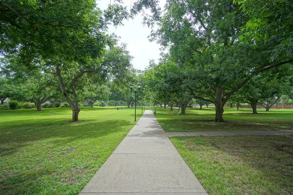 a park with large trees