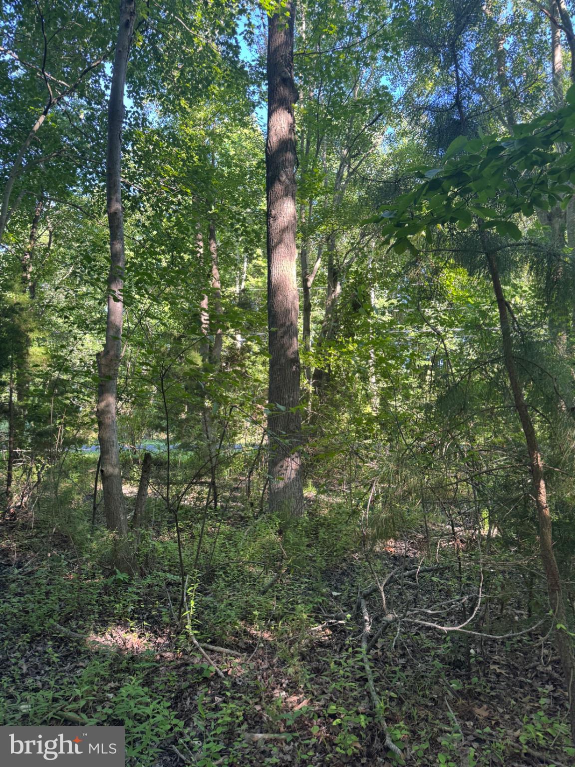 47 Pickering Beach Road Dover, DE 19901 - Photo 8 of 12 Lush woodland retreat awaits exploration.