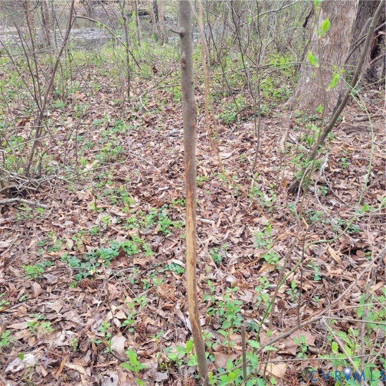 N/a Spring Garden Road King and Queen Court House, VA 23085 - Photo 14 of 18 a view of a forest that has a tree