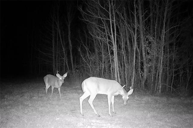 222 Ida Wells Road Deville, LA 71328 - Photo 31 of 33 Gallery Image 31