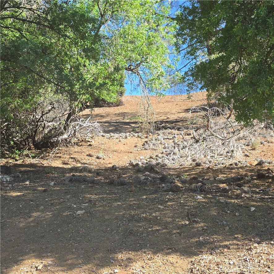 13477 Arrowhead Road Clearlake, CA 95422 - Photo 14 of 17 a view of a yard with large trees