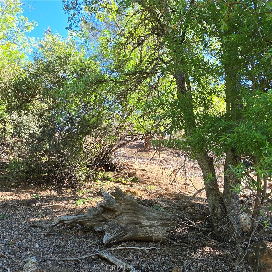 13477 Arrowhead Road Clearlake, CA 95422 - Photo 17 of 17 a view of a large tree