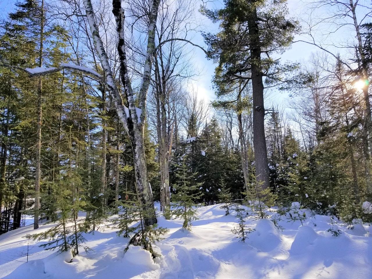 6959 West Blue Heron Ridge Road Mercer, WI 54547 - Photo 9 of 21 Gallery Image 9
