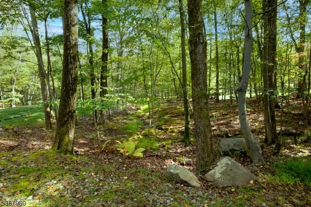 a view of a forest