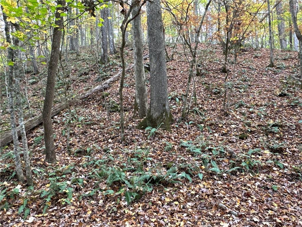 1806 Browning Road Rockmart, GA 30153 - Photo 23 of 89 a view of a forest with lots of trees