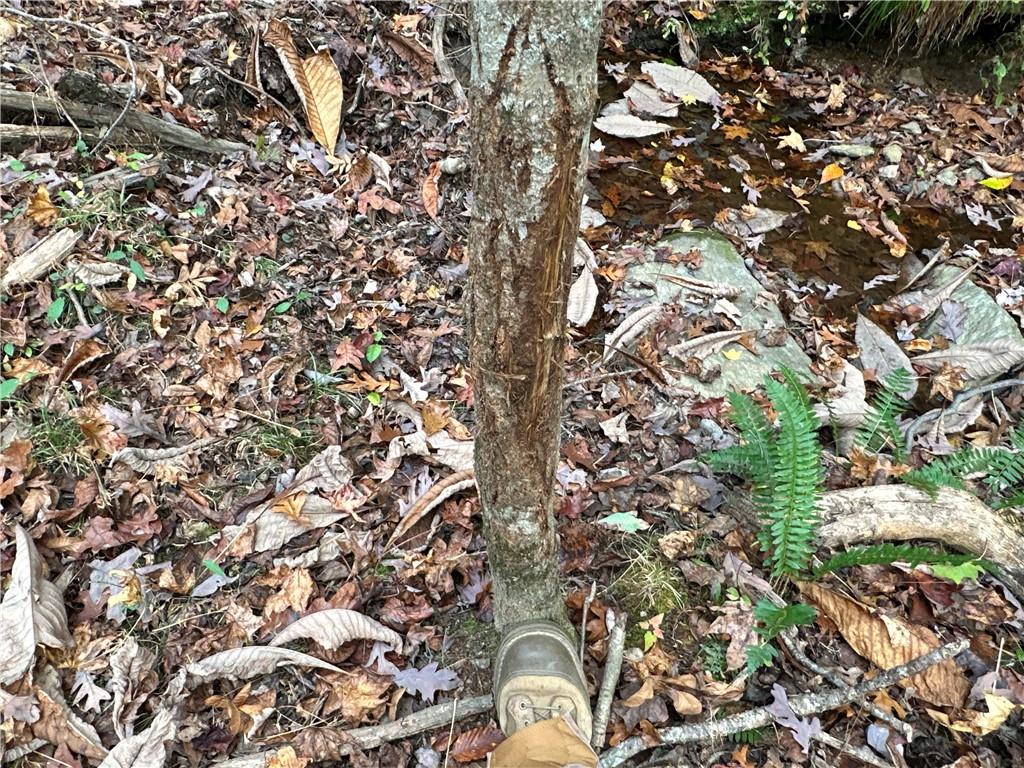 1806 Browning Road Rockmart, GA 30153 - Photo 27 of 89 a view of a tree