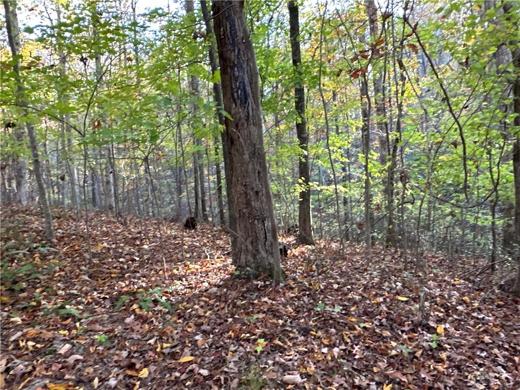 1806 Browning Road Rockmart, GA 30153 - Photo 66 of 89 a view of a forest filled with trees