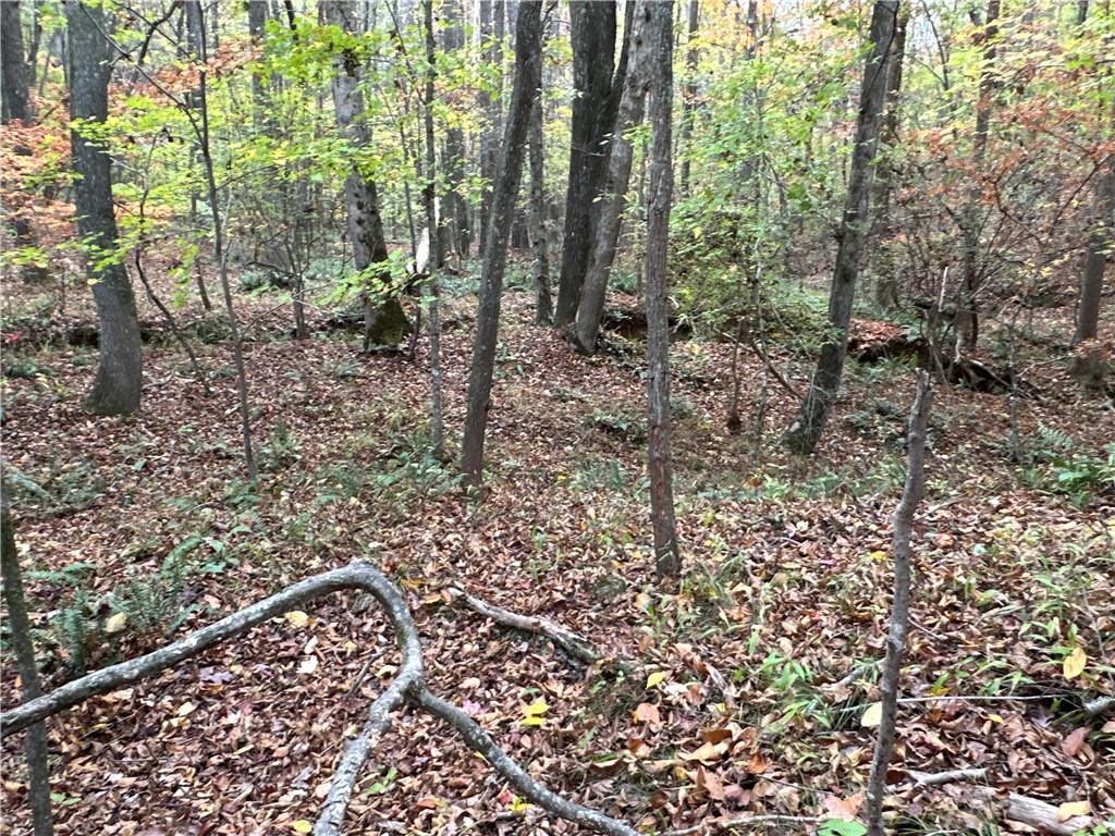 1806 Browning Road Rockmart, GA 30153 - Photo 10 of 89 a view of a forest with trees
