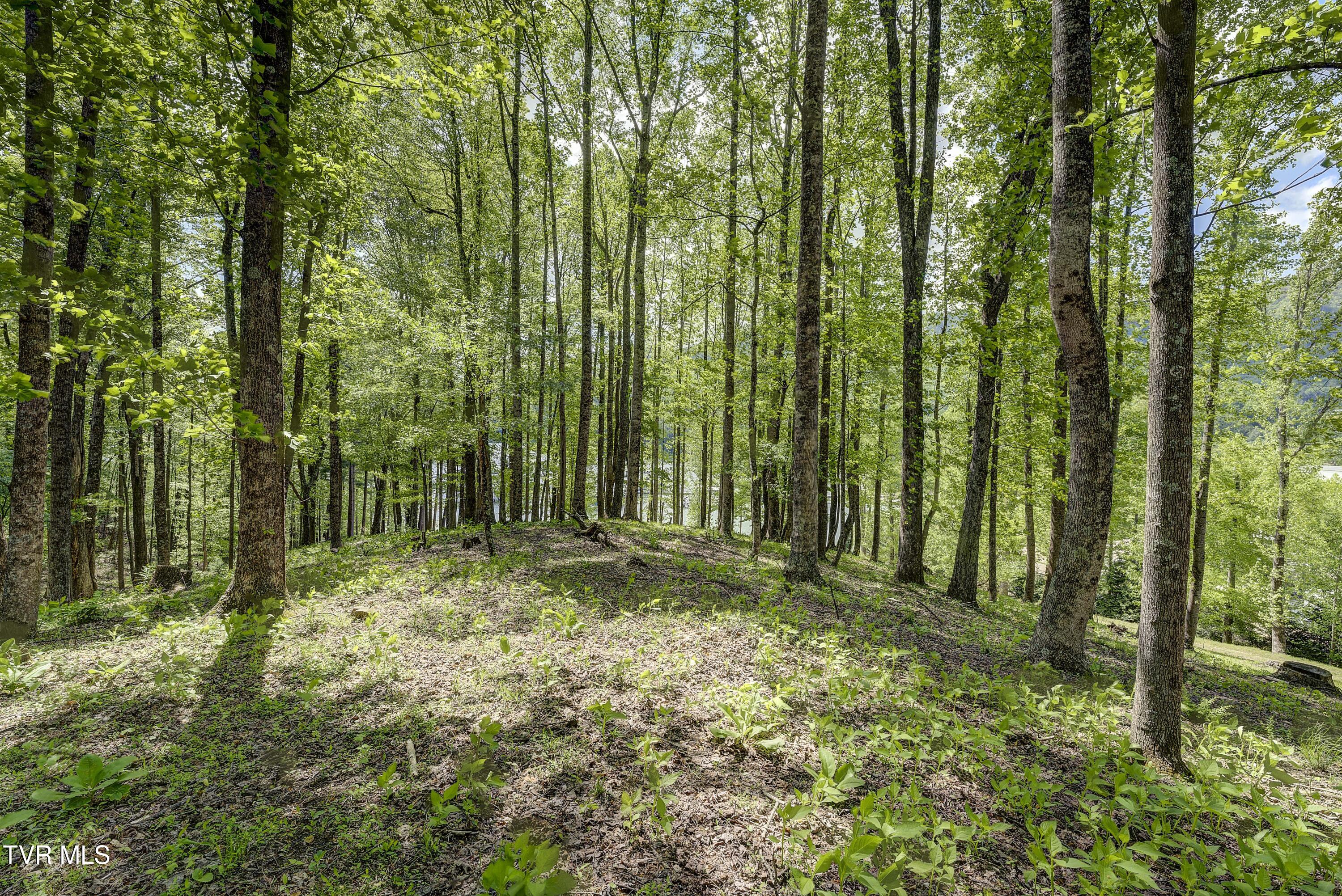 Tbd Big Oak Drive Butler, TN 37640 - Photo 25 of 40 TBD-BigOakDr-19