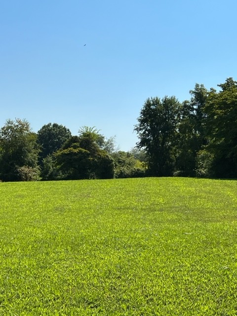 a view of a field with an trees