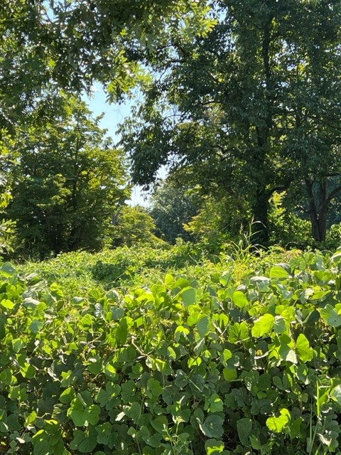 307 Lear Road Portland, TN 37148 - Photo 2 of 3 a view of a tree