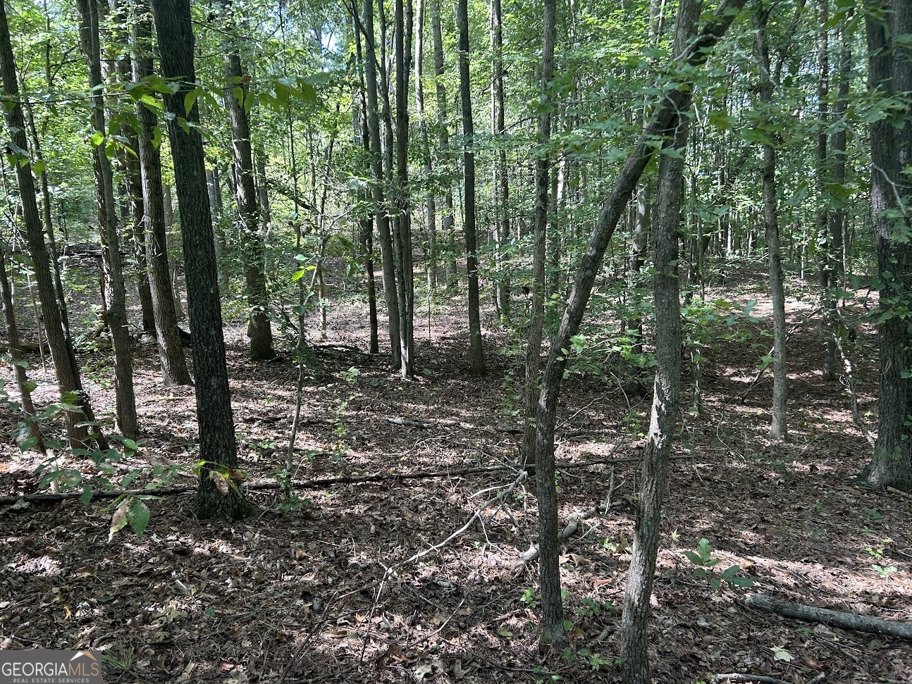 0 Blackjack Mountain Road, Unit TRACT 225 ACRES) Bowdon, GA 30108 - Photo 29 of 40 a view of a forest filled with trees