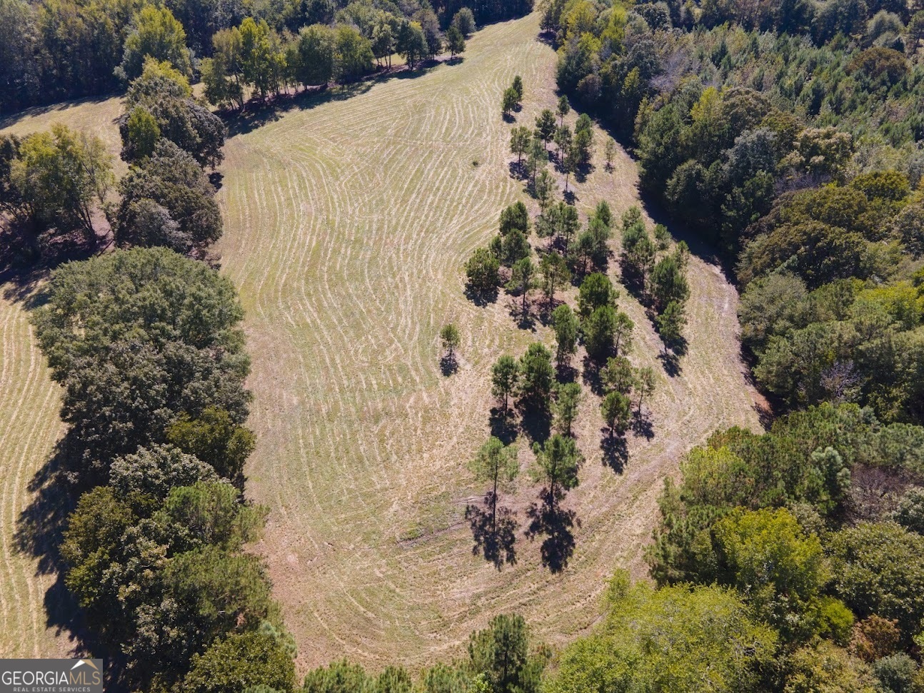 0 Blackjack Mountain Road, Unit TRACT 225 ACRES) Bowdon, GA 30108 - Photo 8 of 40 a view of a garden with plants
