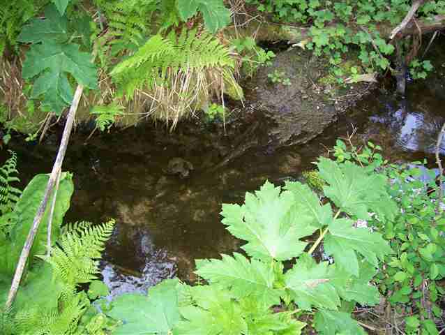 161 Bunge Road Elk, WA 99009 - Photo 2 of 9