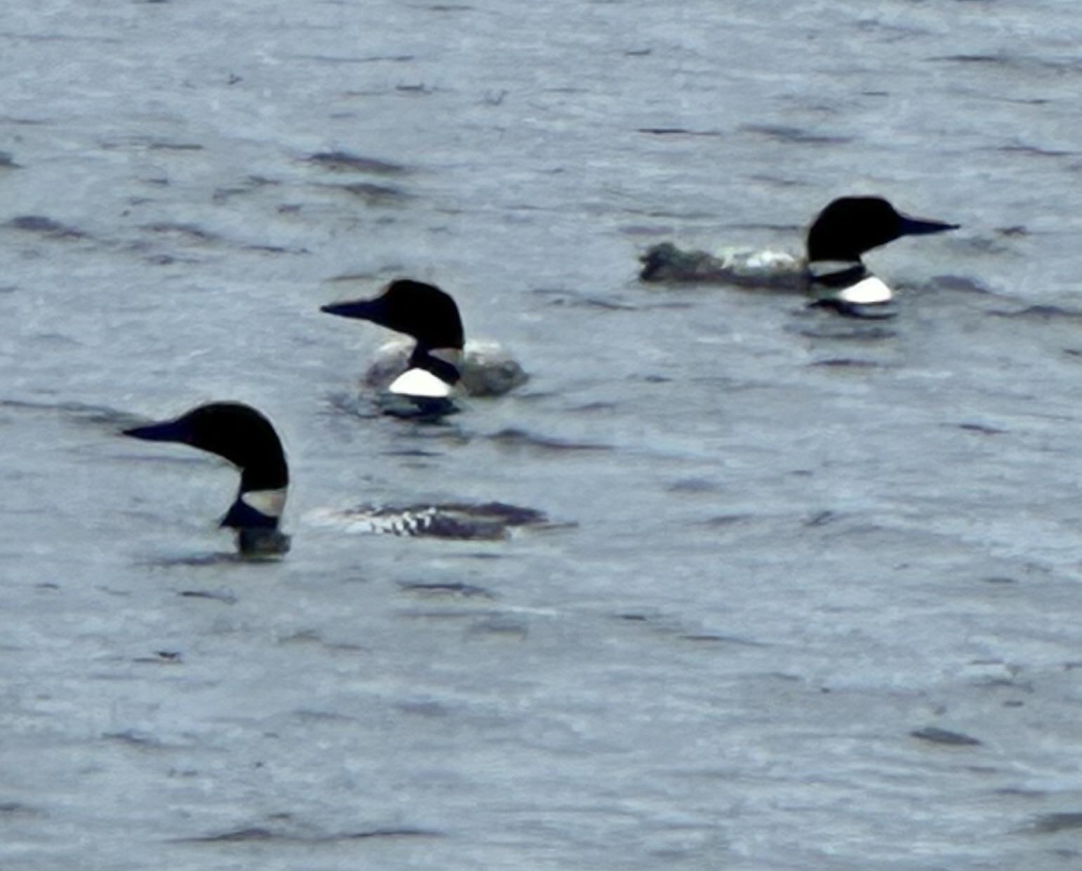 210 South Shore Road New Durham, NH 03855 - Photo 57 of 61