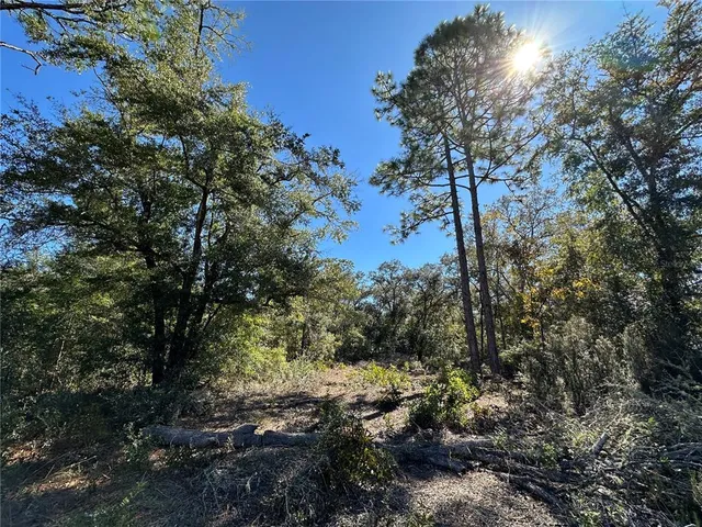 a view of a forest filled with trees