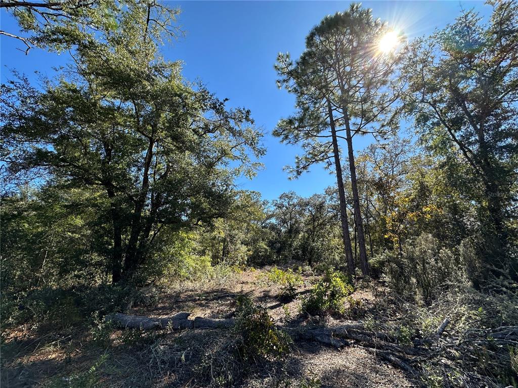 a view of a forest filled with trees