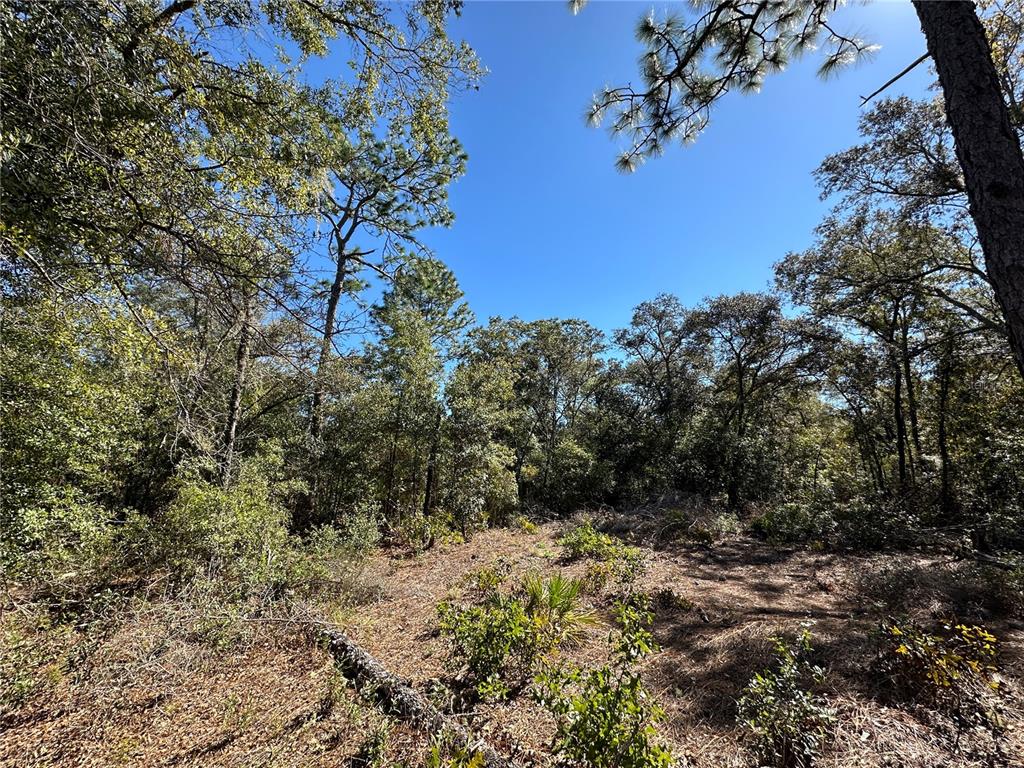 Tbd Northeast 86th Street Bronson, FL 32621 - Photo 11 of 11 a view of a tree in a yard
