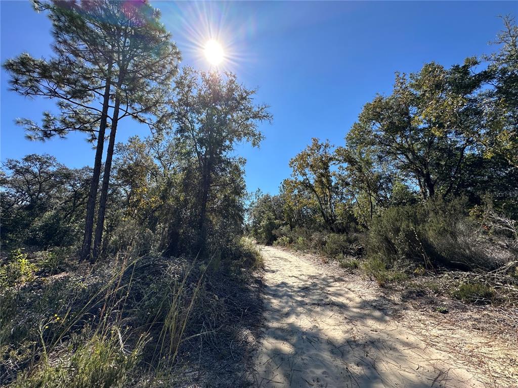 Tbd Northeast 86th Street Bronson, FL 32621 - Photo 3 of 11 a view of a forest with trees