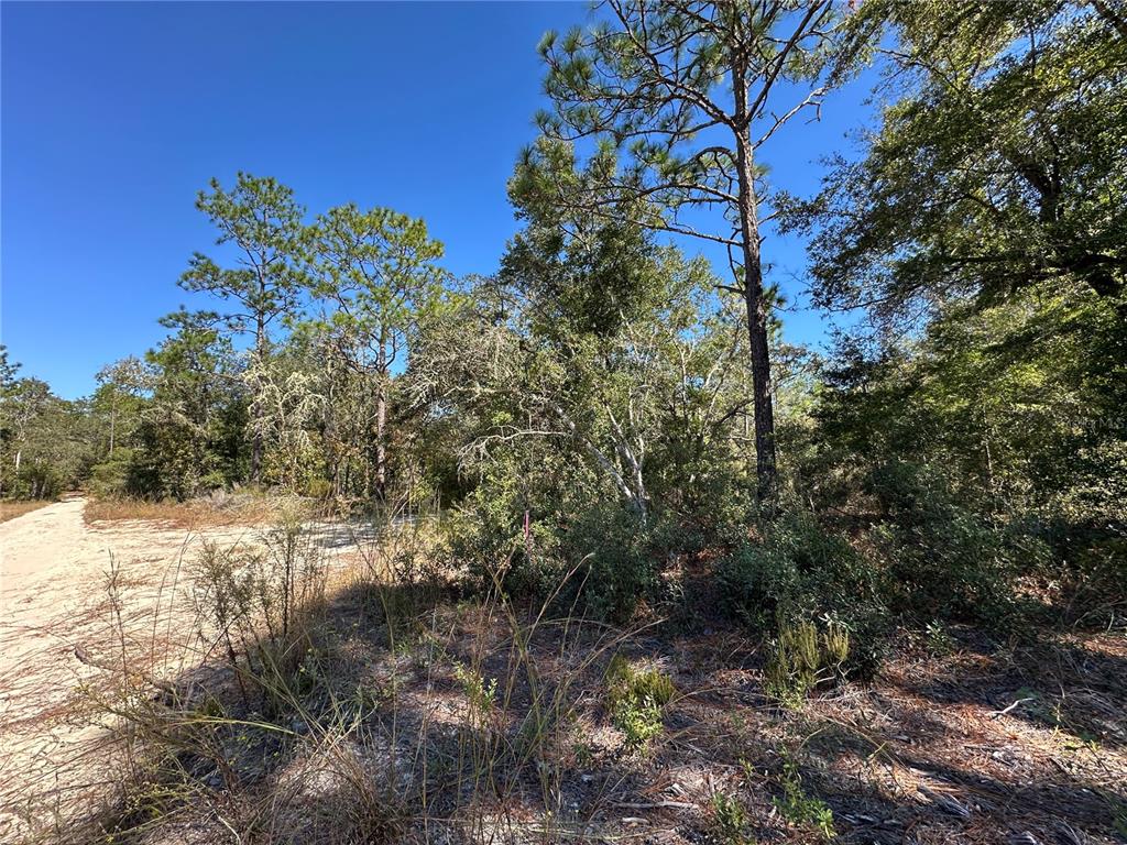 Tbd Northeast 86th Street Bronson, FL 32621 - Photo 4 of 11 a view of a lake with a tree