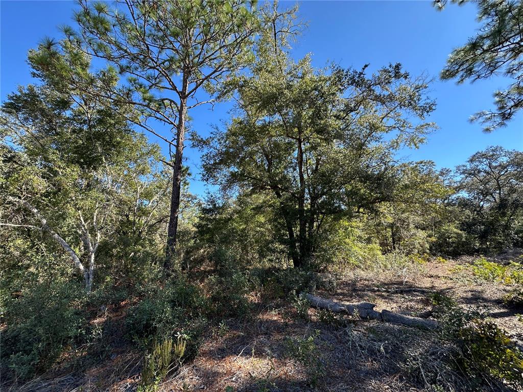 Tbd Northeast 86th Street Bronson, FL 32621 - Photo 5 of 11 a view of a yard